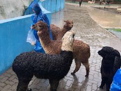 -西霞口神雕山野生动物世界