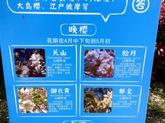 -高东镇樱花园
