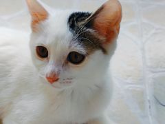 -纳吉亚猫专科动物诊疗中心(蒋宅口分院)