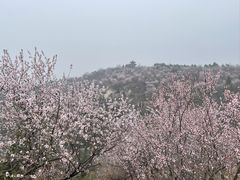 -白水寺森林公园