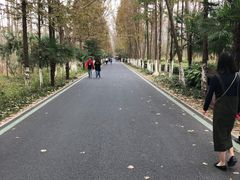 -合肥滨湖国家森林公园