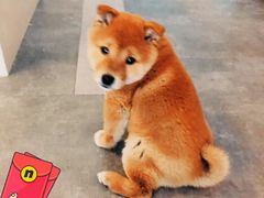 -CoCo都可(新我格广场店)