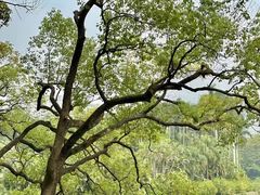 -华南国家植物园-售票处