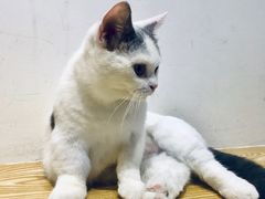 -Heymao猫咖.咖啡厅(东门店)
