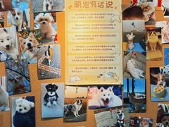 -翊宠yipet猫狗购宠庄园犬舍•猫舍