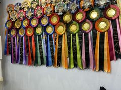 -青奢宠物·青奢猫舍