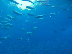 -迪拜帆船酒店海底餐厅