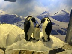 -上海海洋水族馆