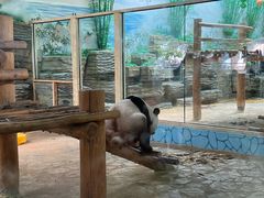 -西霞口神雕山野生动物世界