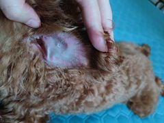 -家有小宠宠物美容(双楠街店)