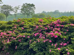 -宜兴龙背山森林公园