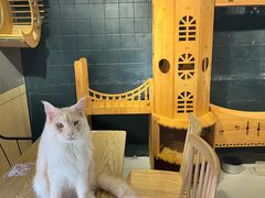 -豆逗聊愈猫阁Easy Life