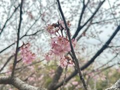 -武汉大学-樱园