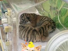 -常州淹城野生动物世界