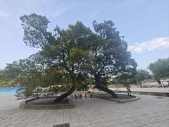 -冶父山国家森林公园