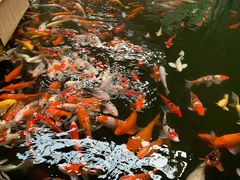 -南宫五洲植物乐园