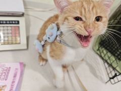 -艾吉宠物医院·疑难杂症转诊中心·猫友好(碧江路院)