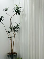-张小野·专业半永久纹眉