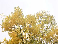 -金塔沙漠胡杨林景区