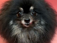-和它·交个朋友·狗咖猫咖(爱琴海店)