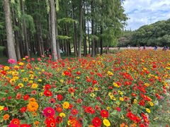 -上海共青森林公园