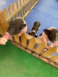 -萌宠亲子动物乐园(槐房万达店)