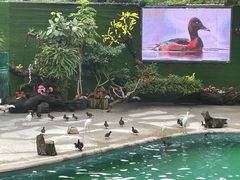 -广州长隆飞鸟乐园