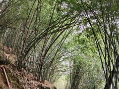 -铁山坪森林公园