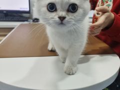 -天使宠物医院·犬猫分诊(彩虹店)