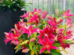 -上海鲜花港