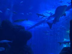 -成都浩海立方海洋公园