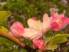 -海棠花溪(元大都城垣遗址公园)