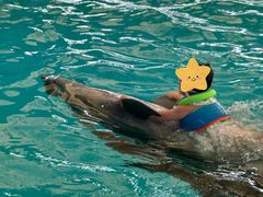-尼莫海豚馆