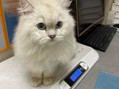 -创凡宠物医院·骨专科  猫科中心(西乡分院)