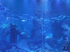 -哈尔滨波塞冬海底世界