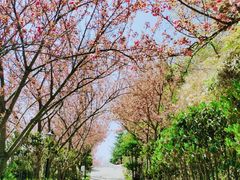 -石老人观光园