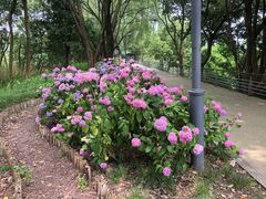 -西湖风景区-江洋畈生态公园