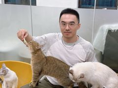 -有喵·猫咖·狗咖·30几只猫10只小狗(岗厦店)