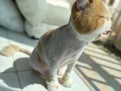 -FAELING PETS美天灵宠物(富力广场店)