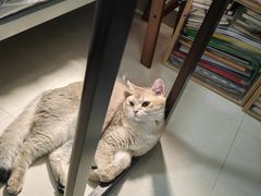 -瑞鹏宠物医院·骨科·猫科·内科(第一中心)