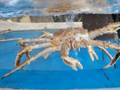 -海泰食府·新鲁菜·家宴(总部基地店)