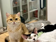 -有喵·猫咖·狗咖·30几只猫10只小狗(岗厦店)