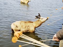 -宁波杭州湾国家湿地公园