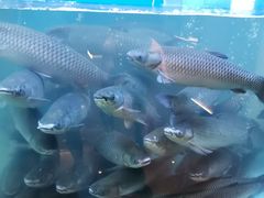 -淘米捞·米汤脆鲩鱼火锅(福田皇岗店)