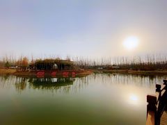 -合肥滨湖国家森林公园