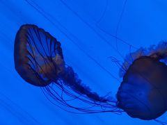 -上海海洋水族馆