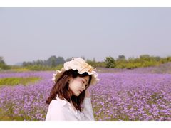 -北京东方普罗旺斯薰衣草庄园