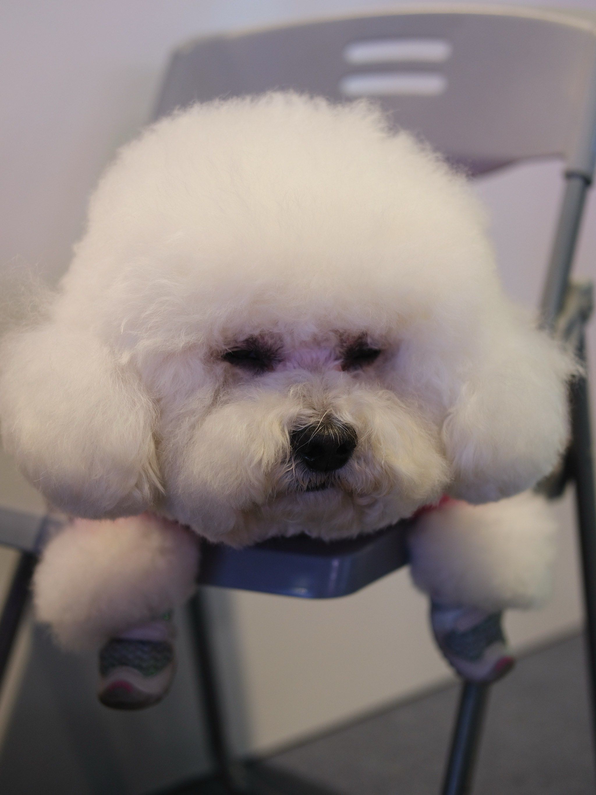 今日狗设|大写的囧[笑哭][笑哭][笑哭]