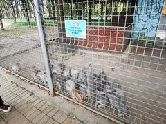 -歌斐颂巧克力小镇