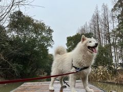 -上海长兴岛郊野公园